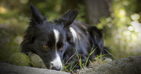 Close up of a puppy of border collie relaxing with the ball in the woods