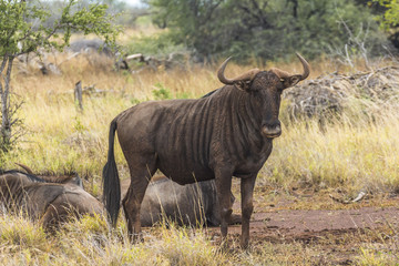 Buffalo herd in the grass inside Kruger Park, South Africa