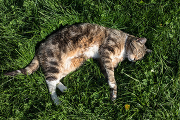 Naklejka na ściany i meble Little cat laying and playing in the grass 