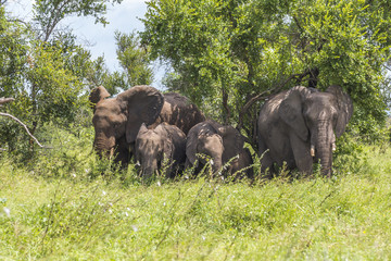 Elephant family hiding in shade, Kruger Park