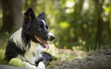 Close up of a puppy of border collie relaxing with the ball in the woods