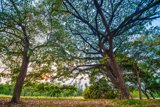 Tree in green meadow park sunset