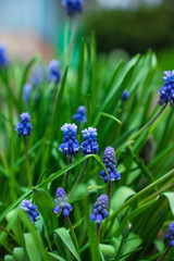 Muscari armeniacum (Blue Grape Hyacinth) blooming in the garden. Selective focus. Shallow depth of field.