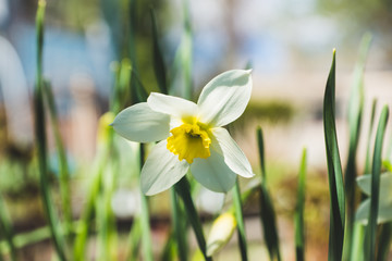 White narcissus in the garden. Shallow depth of field.