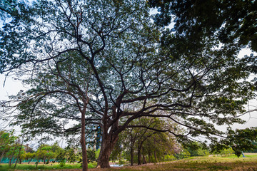 Tree in green meadow park sunset