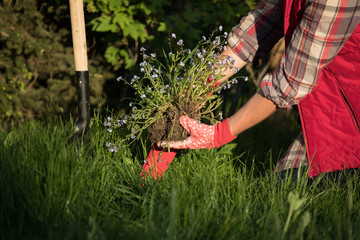 Fototapeta premium Gardeners hands planting flowers in the garden 