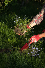 Gardeners hands planting flowers in the garden
