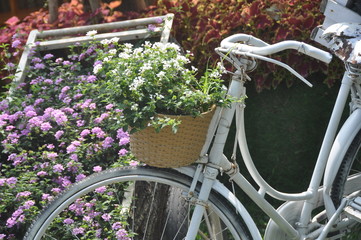 Fototapeta premium Old bicycle with flowers in the front basket,parked in the garden