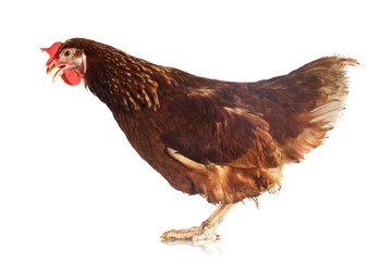 Brown hen on a white background