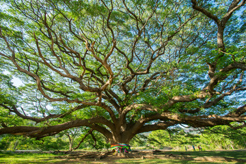 Obraz premium big tree