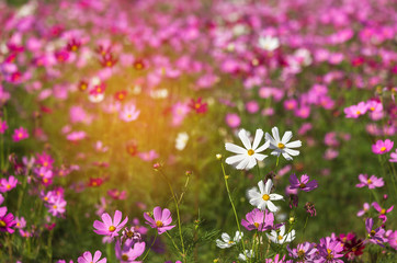 Obraz na płótnie Canvas colorful cosmos flowers blooming in the field 