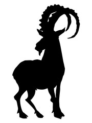 mountain goat