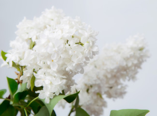 white lilac on a light background closeup