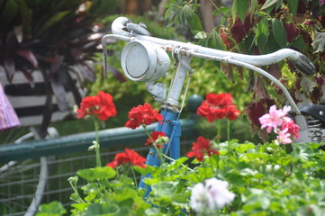 Old bicycle with flowers in the front basket,parked in the garden.