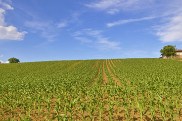 Paesaggio di campagna.