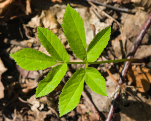 Aegopodium podagraria, bishop's weed, small leaves macro, selective focus, shallow DOF