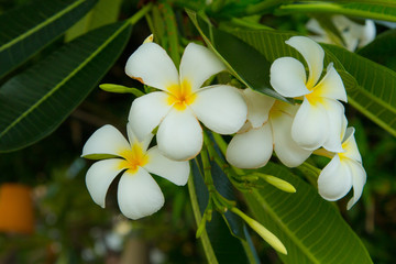 plumeria beautiful  White and yellow  on a tree flowers