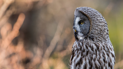 Great Grey's Profile