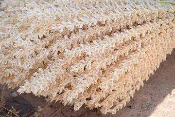 Blütenstand einer Palme im Detail