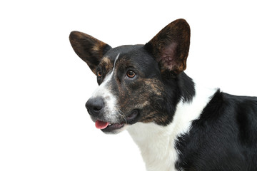 portrait of Welsh Corgi cardigan surprised isolated on white background