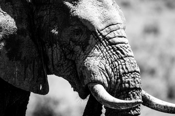 Elephant black and white