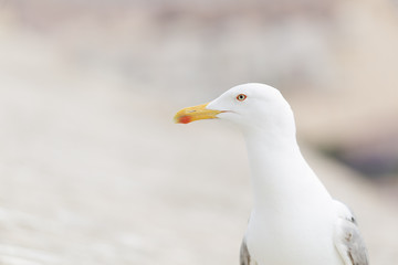 Fototapeta premium Close-ups of a Seagull