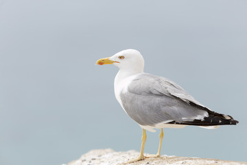 Fototapeta na wymiar Seagull in the castle of Santa Barbara