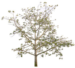 Obraz premium Tree isolated on a white background