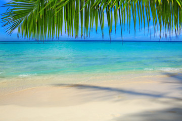 Obraz na płótnie Canvas Caribbean sea and palm leaves.