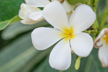 Fototapeta na wymiar white frangipani flowers on tree - selective focus