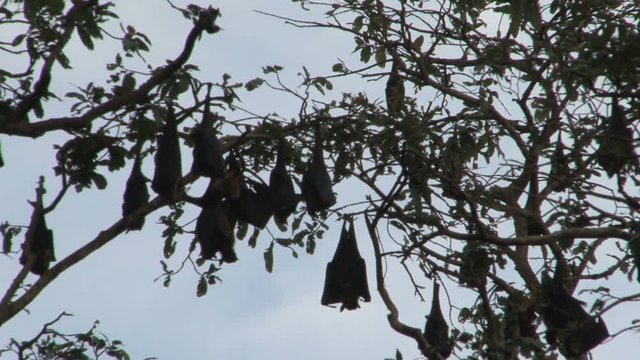 Bats in tree