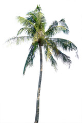 Tree isolated on a white background