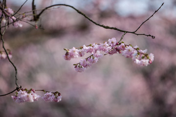 Blüten Lila Rosa