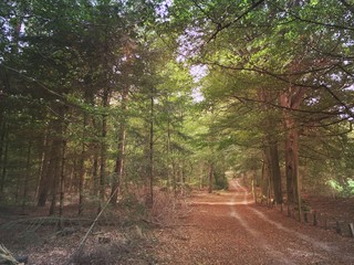 Obraz premium forest