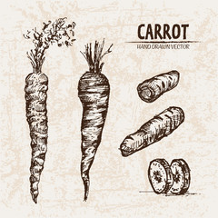 Digital vector detailed line art carrot vegetable hand drawn retro illustration collection set. Thin artistic pencil outline. Vintage ink flat style, engraved simple doodle sketches. Isolated