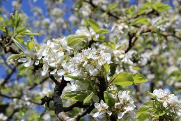 Branch with blossoming pear flowers in spring