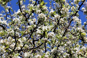Branch with blossoming pear flowers in spring