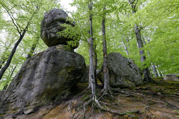 Forest in Polyanitsky regional landscape park