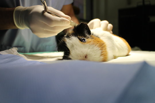 Veterinary surgery of suspect dermoid cyst by guinea pig