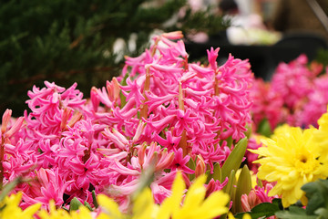 Brightly pink hyacinths and yellow flowering chrysanthemums