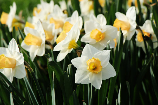 Flowering daffodils.