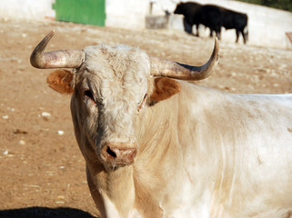 bull