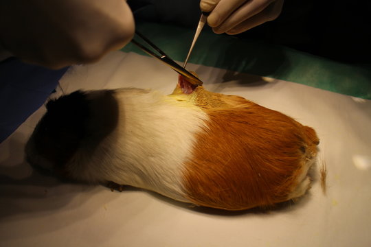 Veterinary surgery of suspect dermoid cyst by guinea pig