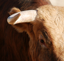 bull