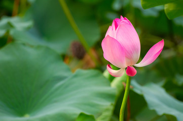 Lotus flower on a blurred green leaves background