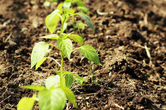 Tomatoes growing in a greenhouse