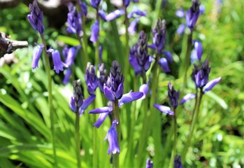 Blueish bell flowers bloom in late spring