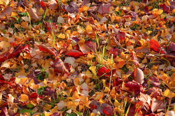 Red, yellow and orange fallen leaves mixed with a green grass
