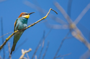 Fototapeta premium Le guêpier d'Europe