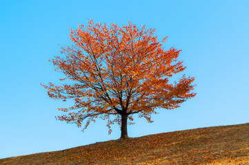 Red round shaped tree on a blue sky background